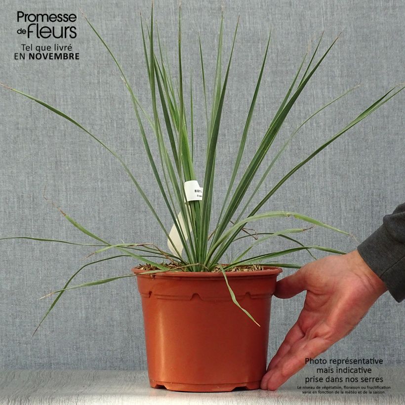 Exemplar von Yucca rostrata en pot de 2L/3L wie im Herbst geliefert