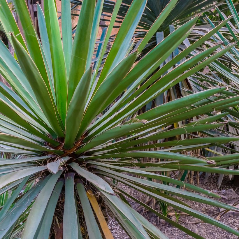 Yucca torreyi - Torrey-Palmlilie (Laub)