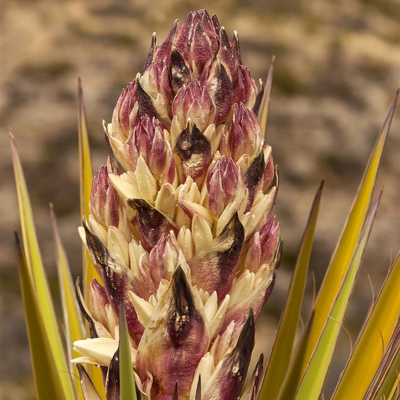 Yucca torreyi - Torrey-Palmlilie (Blüte)