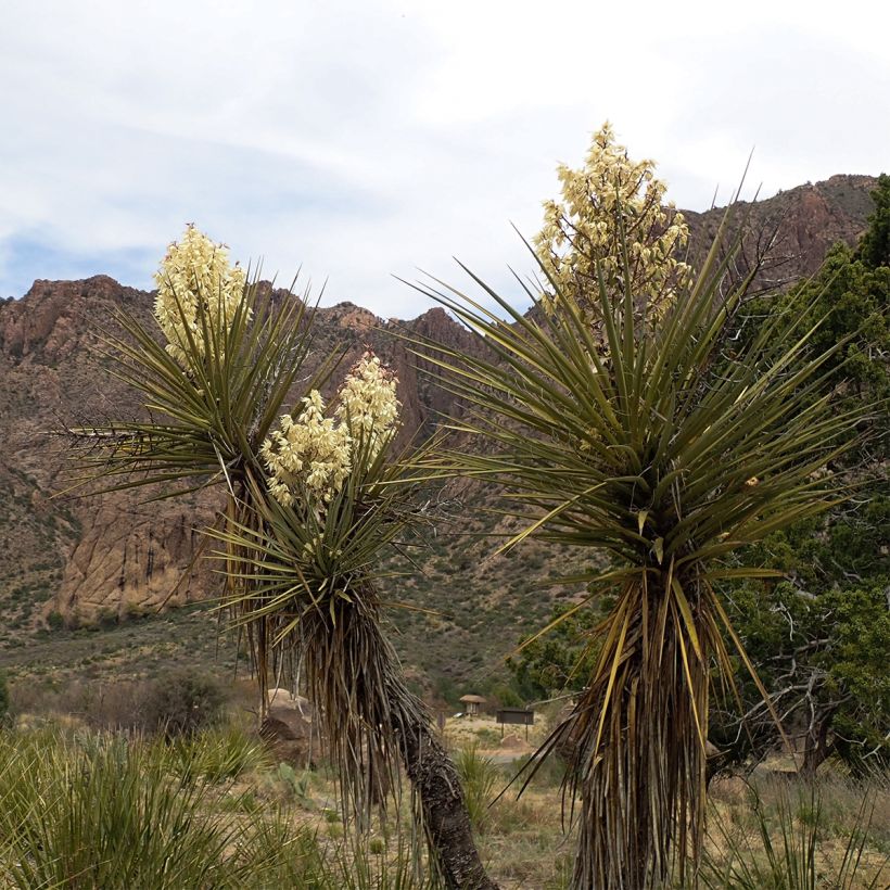 Yucca torreyi - Torrey-Palmlilie (Hafen)