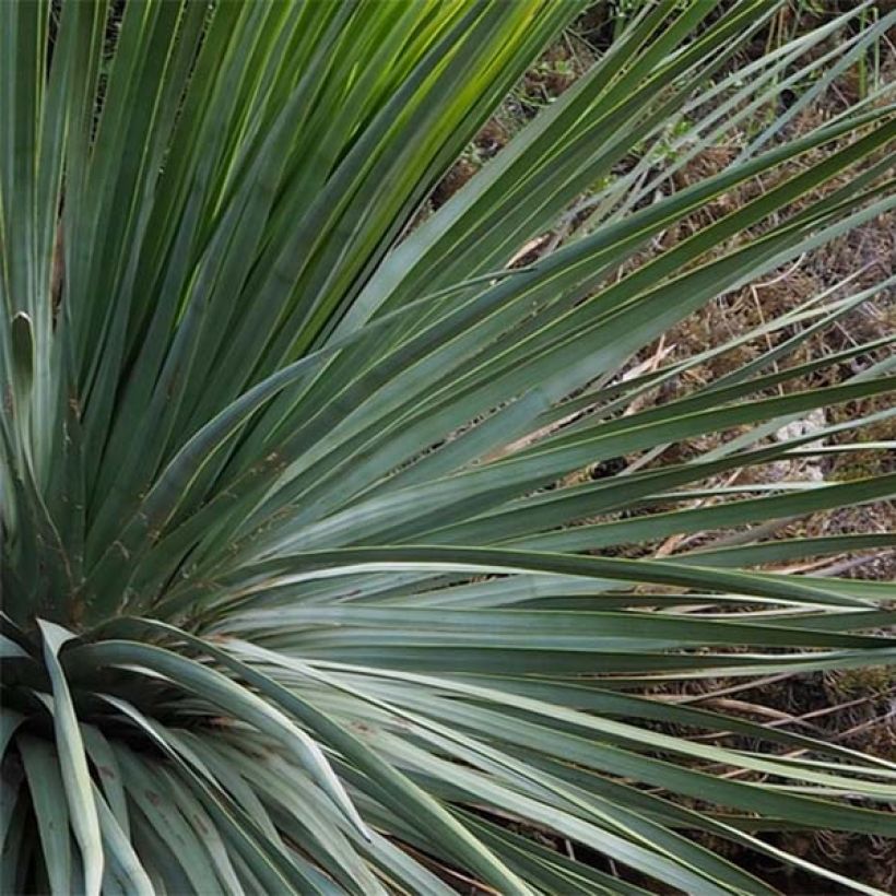 Yucca whipplei - Palmlilie (Laub)