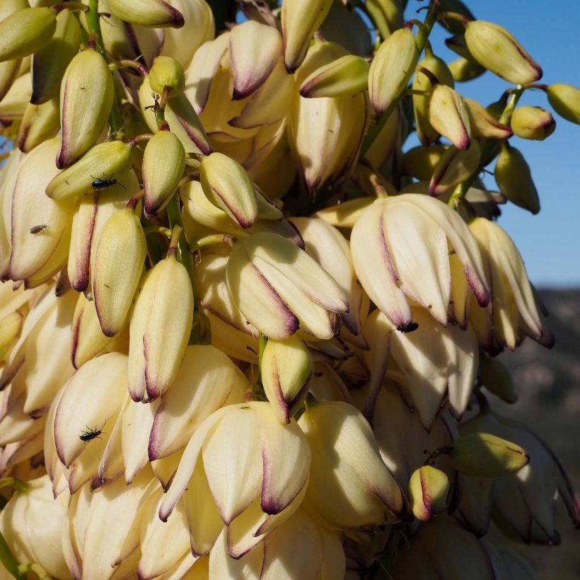 Yucca whipplei - Palmlilie (Blüte)