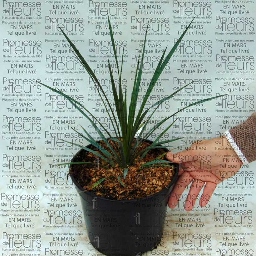 Beispiel eines Exemplars von Yucca whipplei - Hesperoyucca bleu en pot de 4L/5L wie geliefert