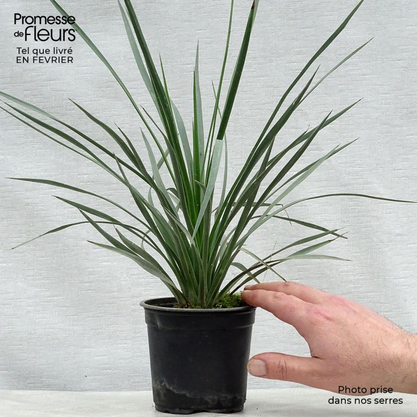 Exemplar von Yucca whipplei - Hesperoyucca bleu en pot de 12 cm wie im Winter geliefert