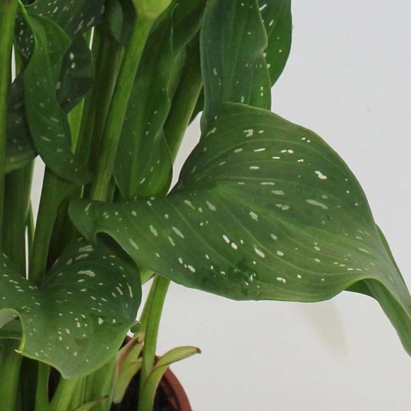 Zantedeschia Captain Fuego - Calla (Laub)