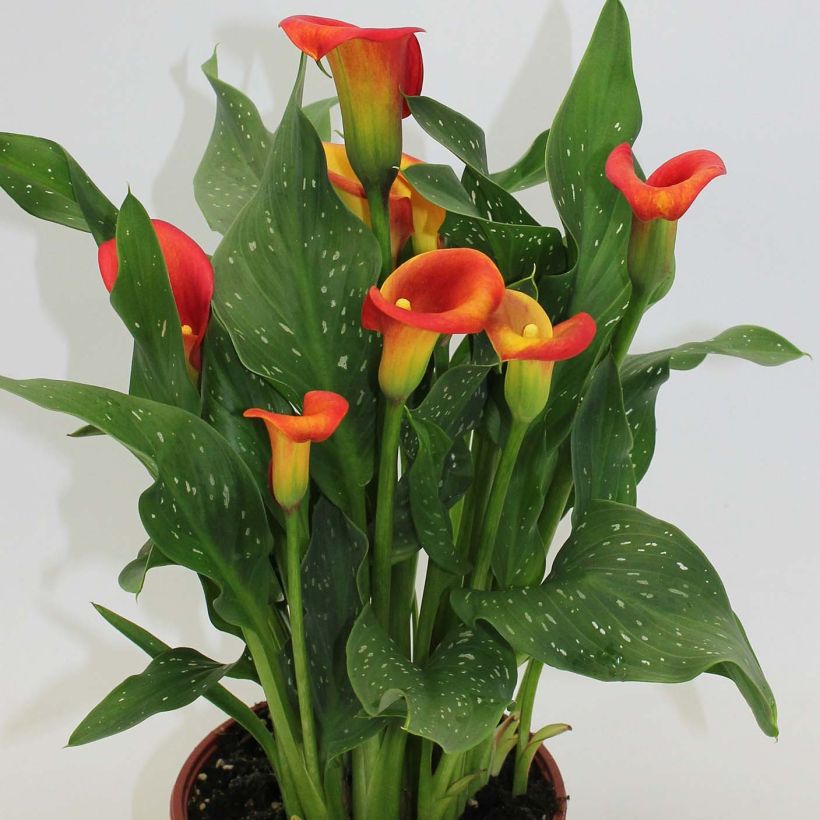 Zantedeschia Captain Fuego - Calla (Hafen)