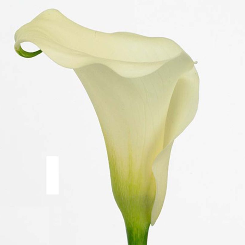 Zantedeschia Captain Marbella - Calla (Blüte)