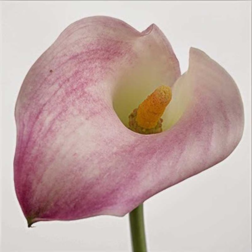 Zantedeschia Captain Marrero - Calla (Blüte)