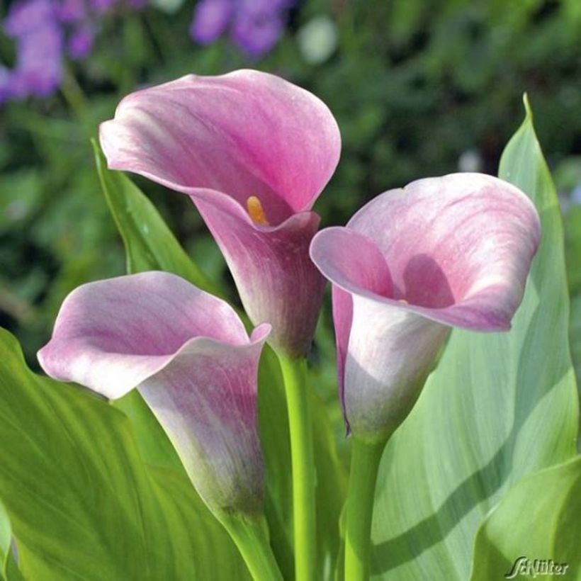 Zantedeschia Captain Melrose - Calla (Blüte)