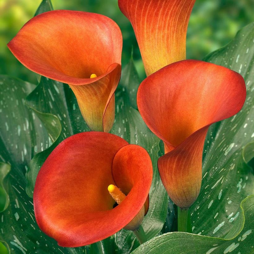 Zantedeschia Captain Murano - Calla (Blüte)