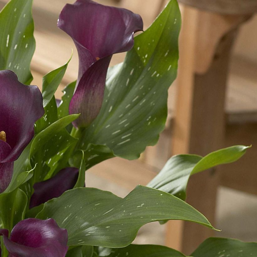 Zantedeschia Captain Reno - Calla (Laub)