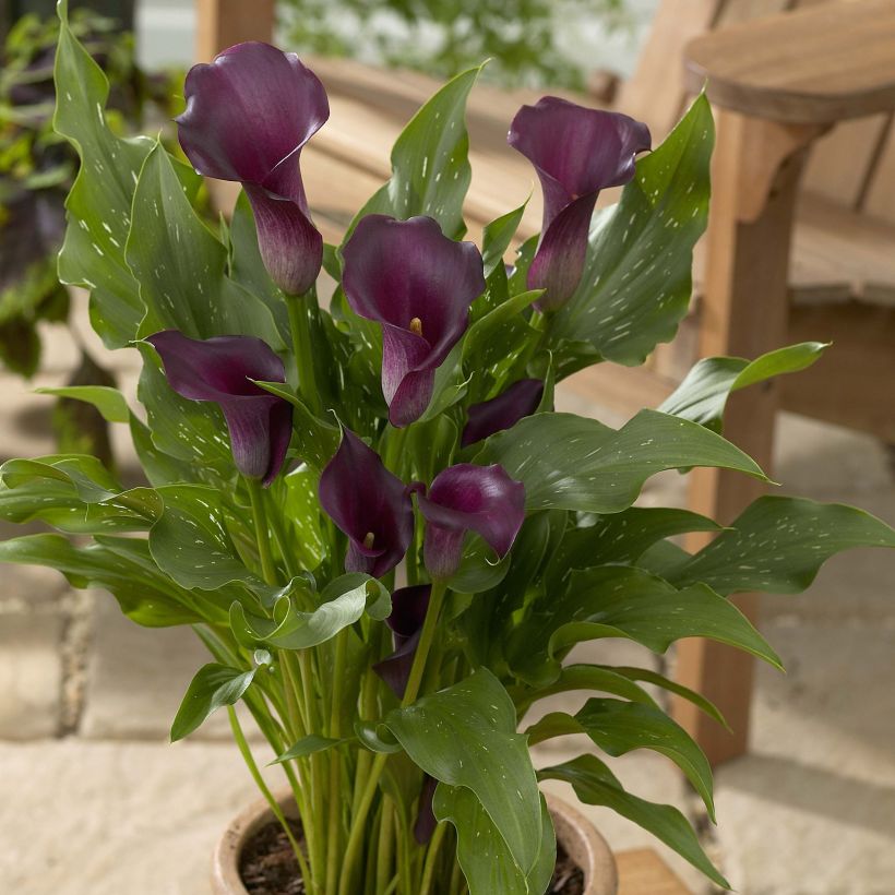 Zantedeschia Captain Reno - Calla (Hafen)