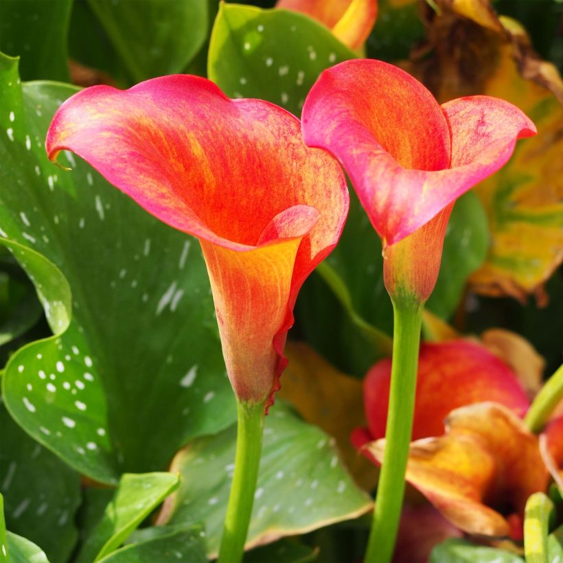 Zantedeschia Captain Trinity - Calla (Blüte)