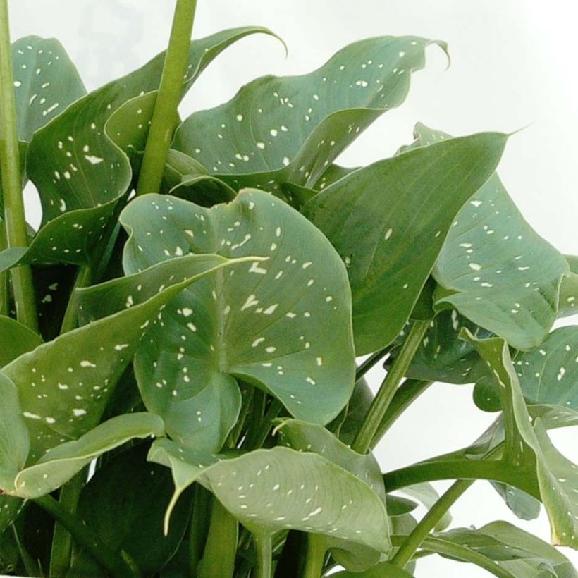 Zantedeschia aethiopica Prince Amaël - Zimmercalla (Laub)