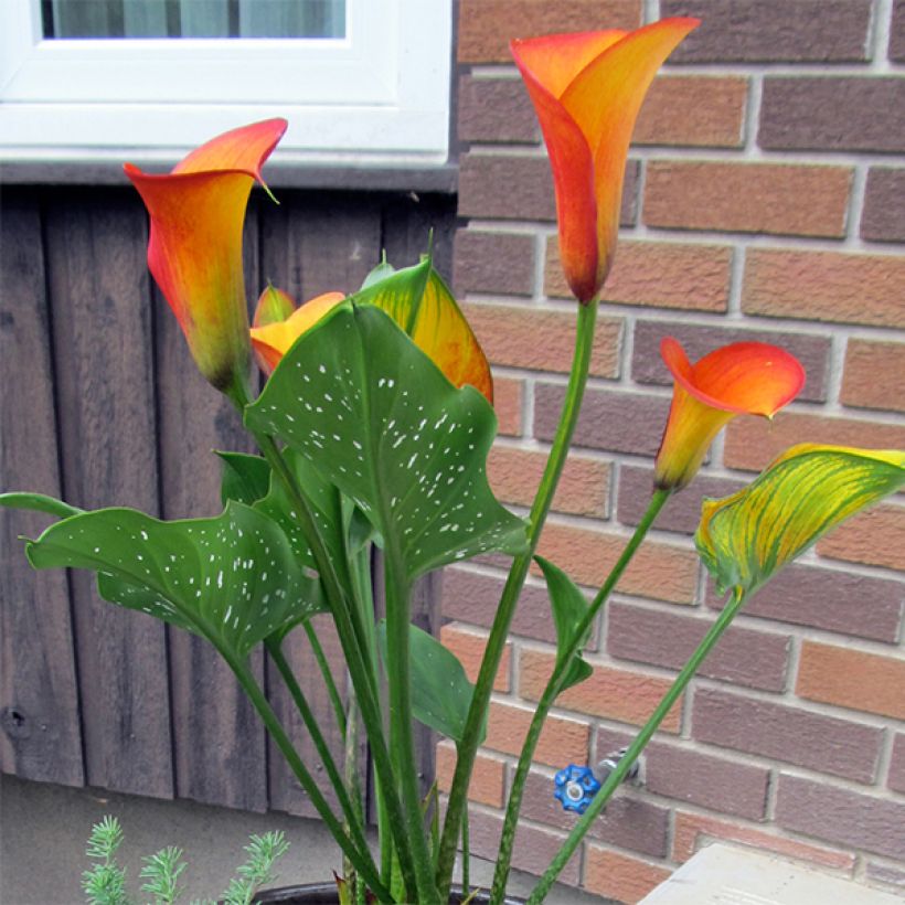 Zantedeschia Flame - Calla (Hafen)