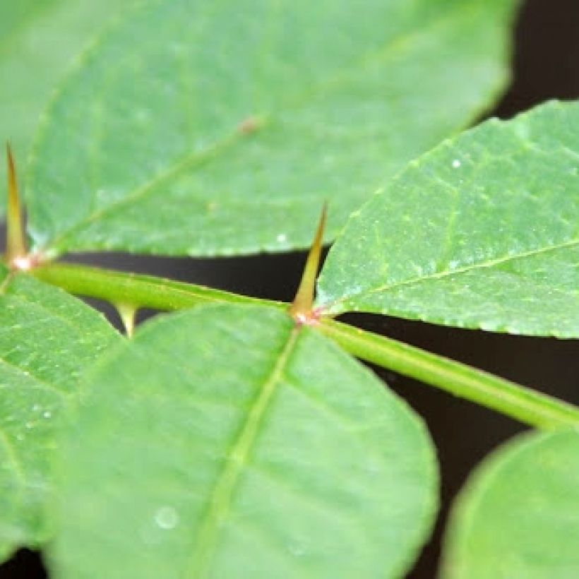 Szechuanpfeffer - Zanthoxylum coreanum (Laub)