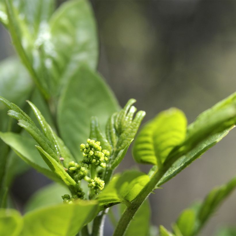 Szechuanpfeffer - Zanthoxylum coreanum (Blüte)