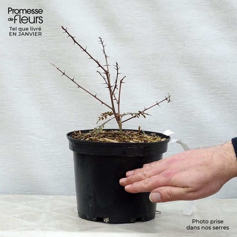 Exemplar von Zanthoxylum piperitum Black Magic - Japanischer Pfefferstrauch Topf mit 2L/3LGelieferte Höhe ca. 30/40cm wie im Winter geliefert