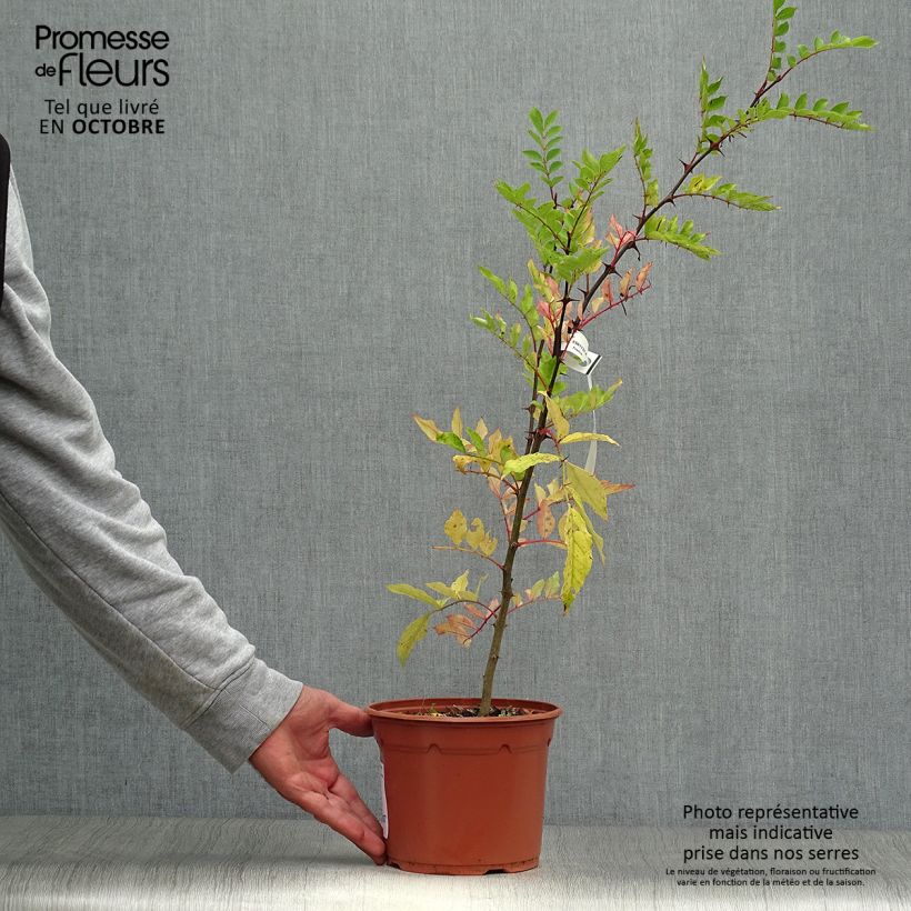 Exemplar von Zanthoxylum piperitum - Poivrier du Sichuan Pot de 2L/3L wie im Herbst geliefert