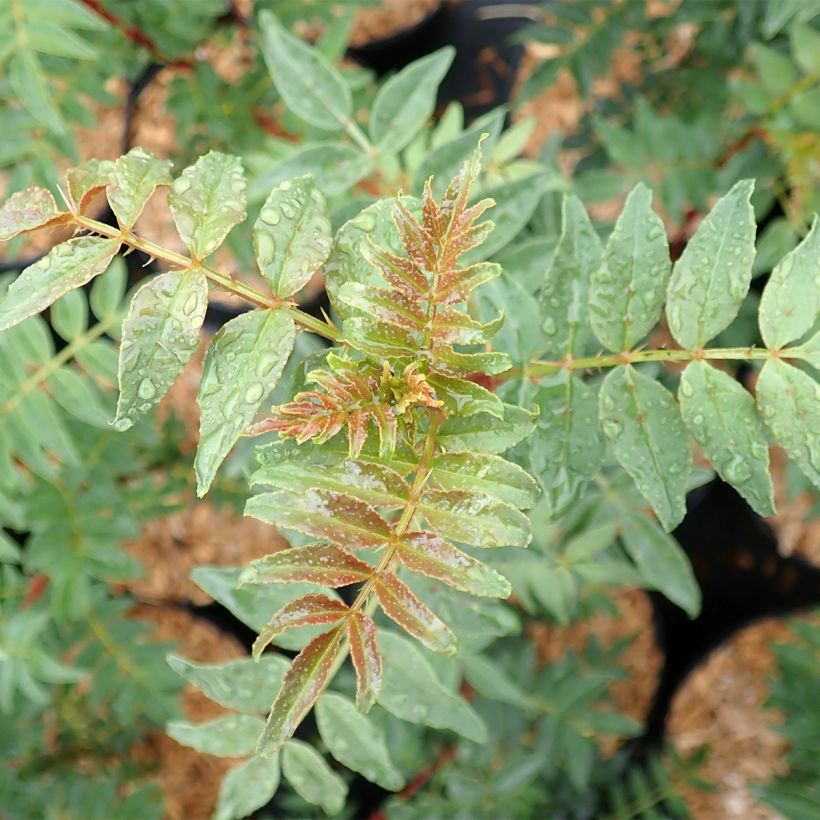 Szechuanpfeffer - Zanthoxylum schinifolium (Laub)