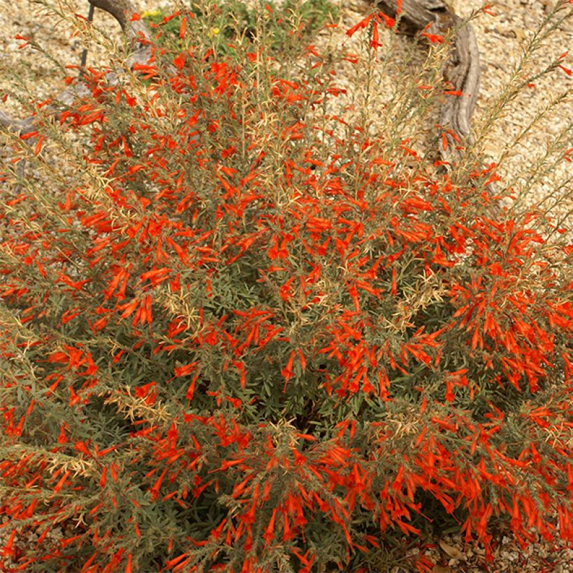 Zauschneria californica - Kolibritrompete (Blüte)