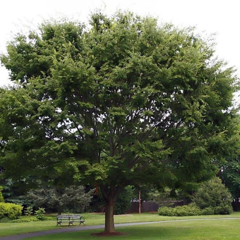 Zelkova serrata - Japanische Zelkove (Hafen)