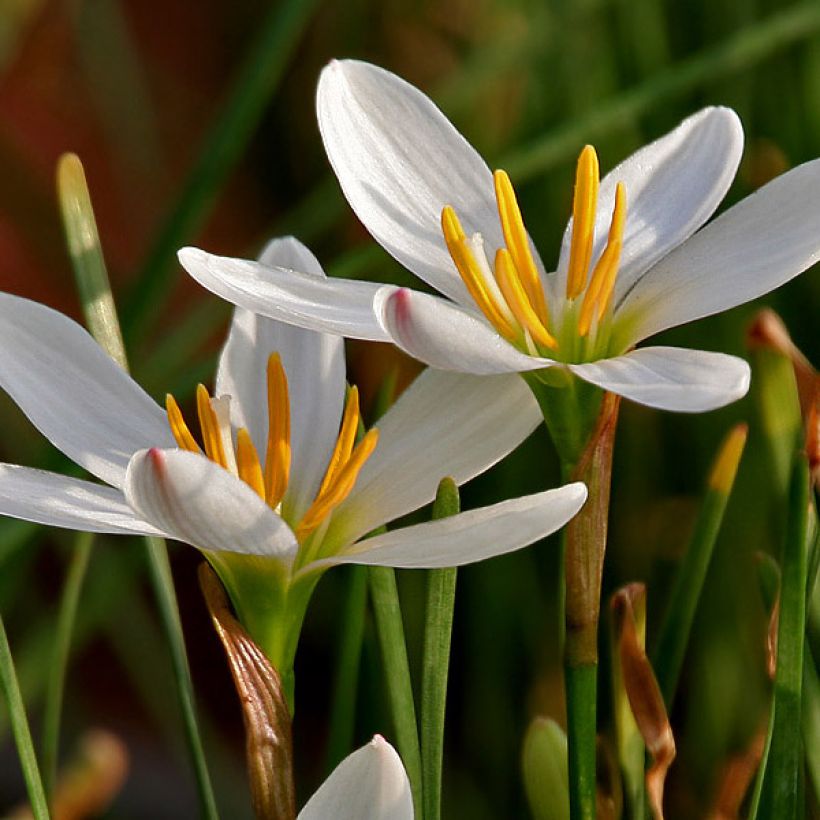 Zephyranthes candida - Zephirblume (Blüte)