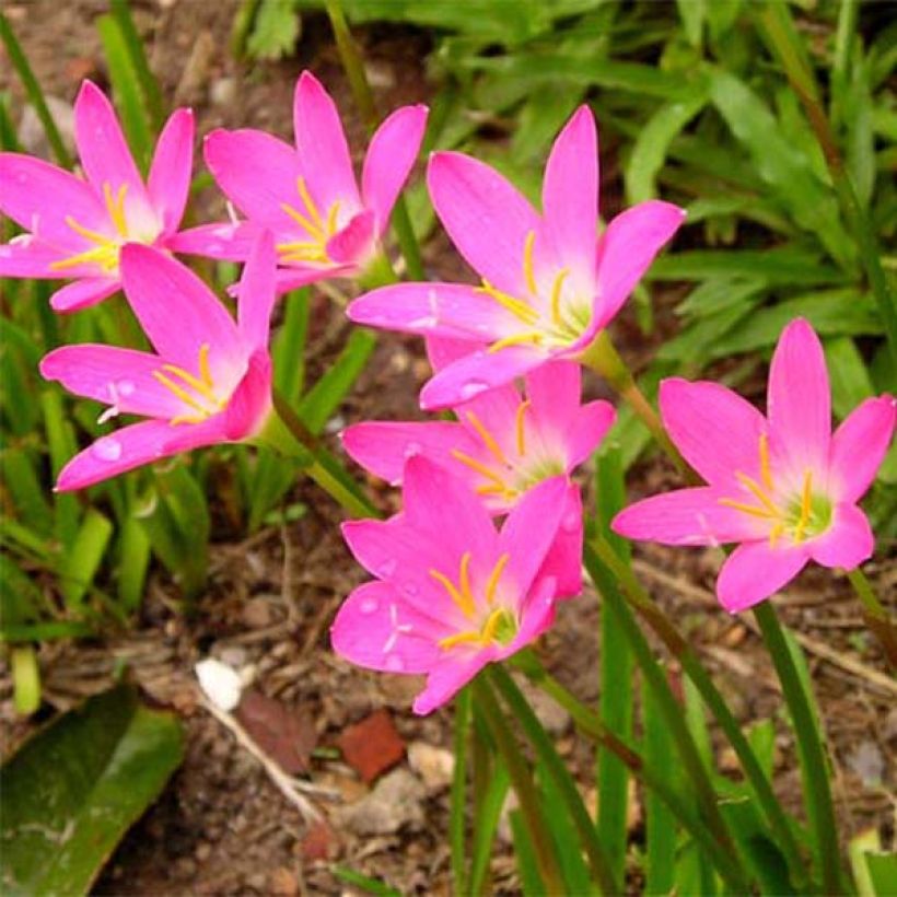 Zephyrantes rosea - Rosa Zephyrblume (Blüte)