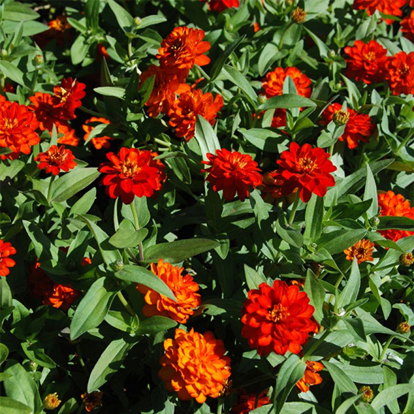 Garten-Zinnie zahara Double Fire (Blüte)