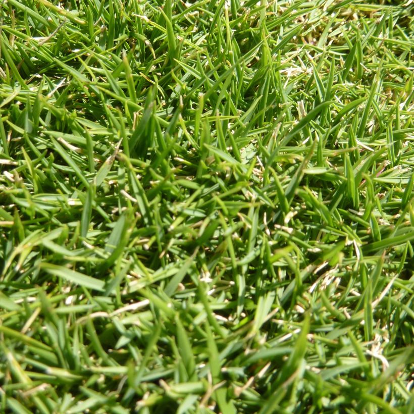 Zoysia tenuifolia (Laub)