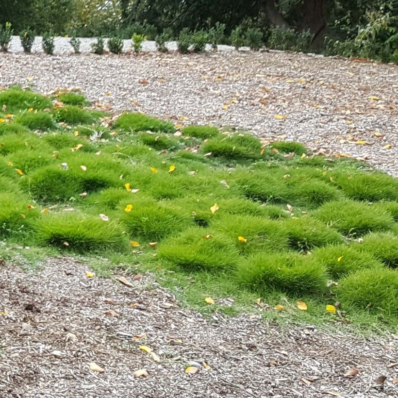 Zoysia tenuifolia (Hafen)