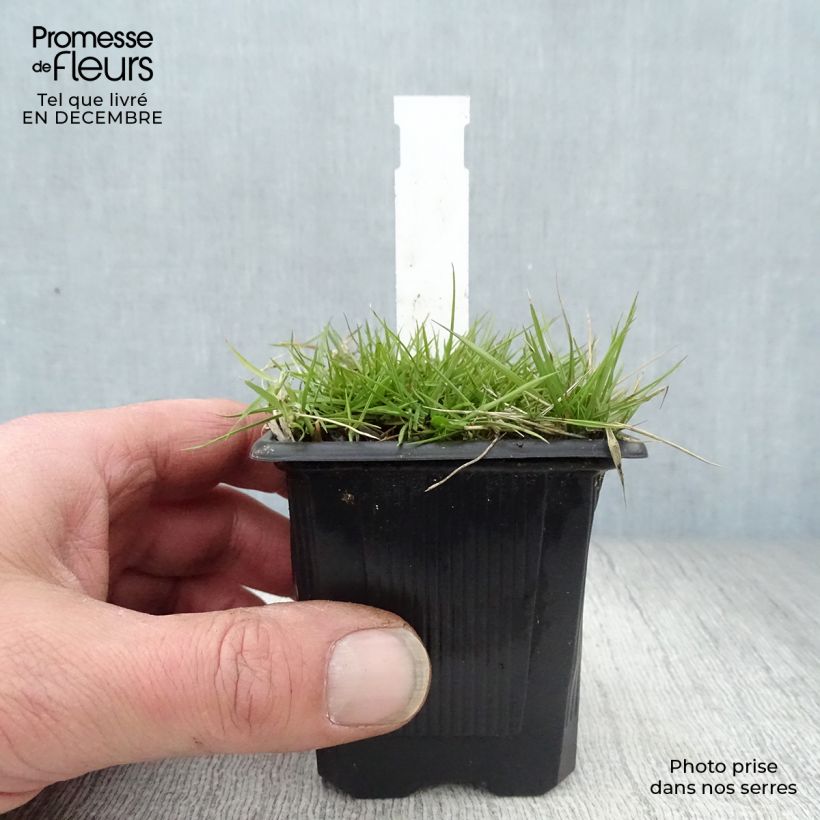 Exemplar von Zoysia tenuifolia - Gazon des Mascareignes Godet de 8 cm wie im Winter geliefert