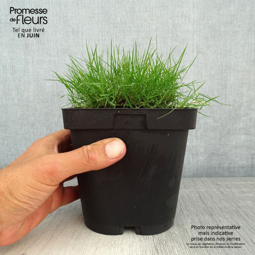 Exemplar von Zoysia tenuifolia - Gazon des Mascareignes Pot de 2/3 L wie im Frühjahr geliefert