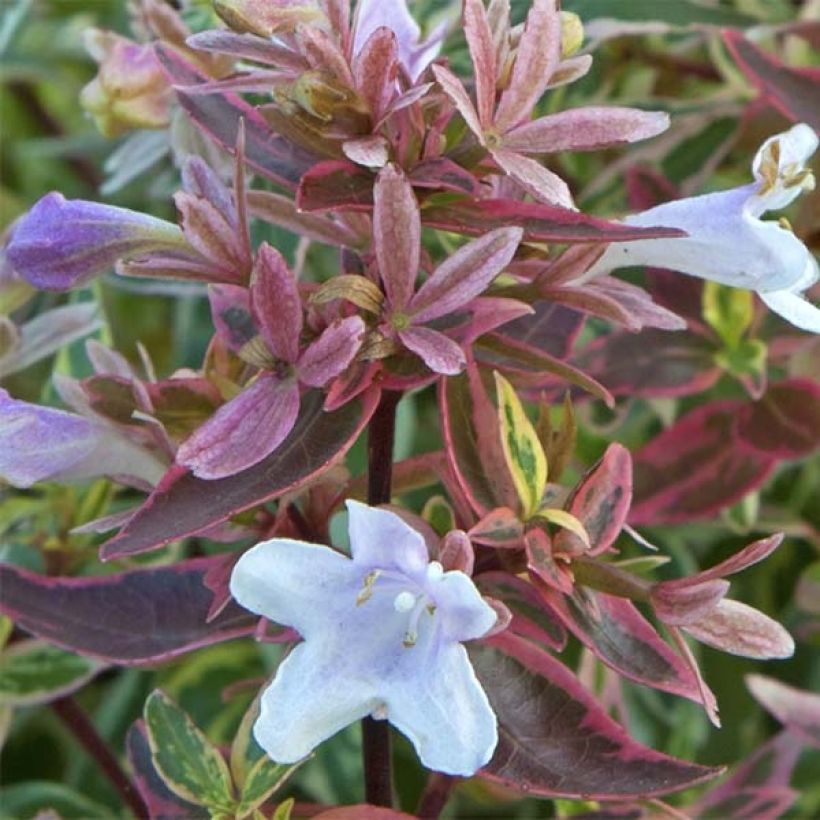 Abelia grandiflora Sparkling Silver (Blüte)