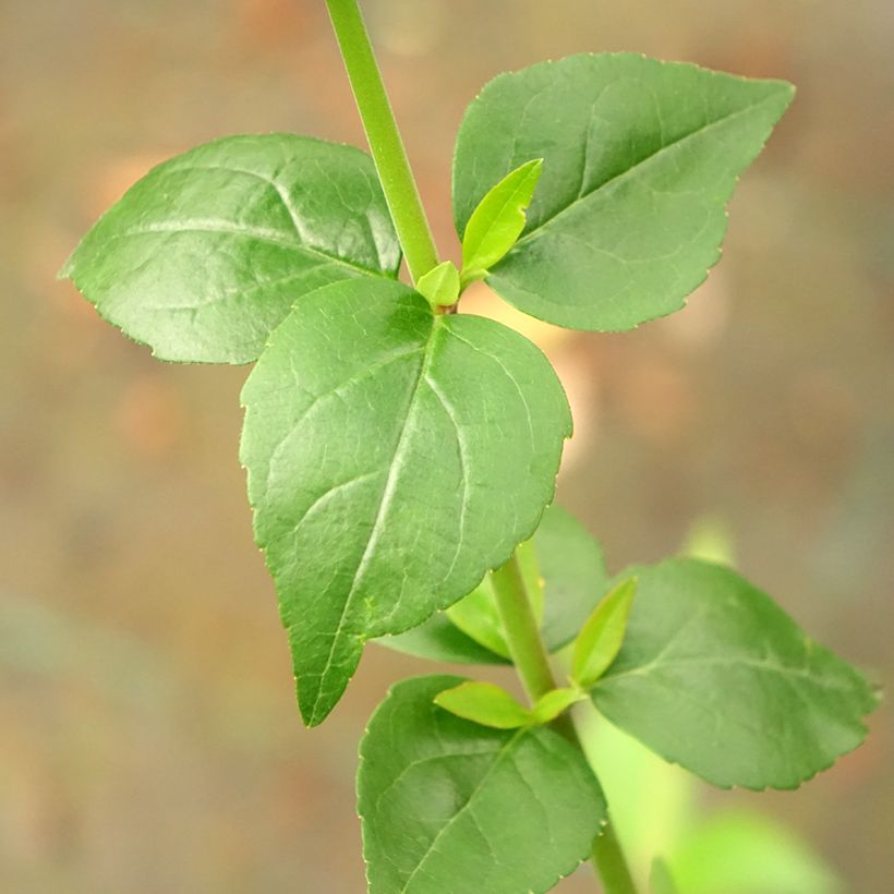 Abelia grandiflora Semperflorens (Laub)