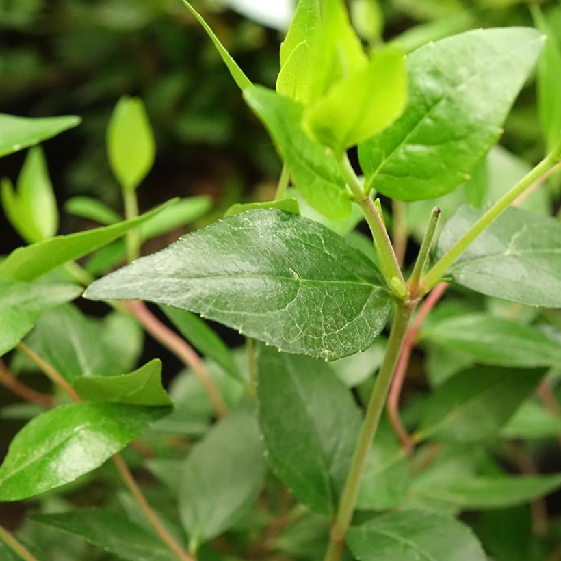 Abelia grandiflora Sherwood (Laub)