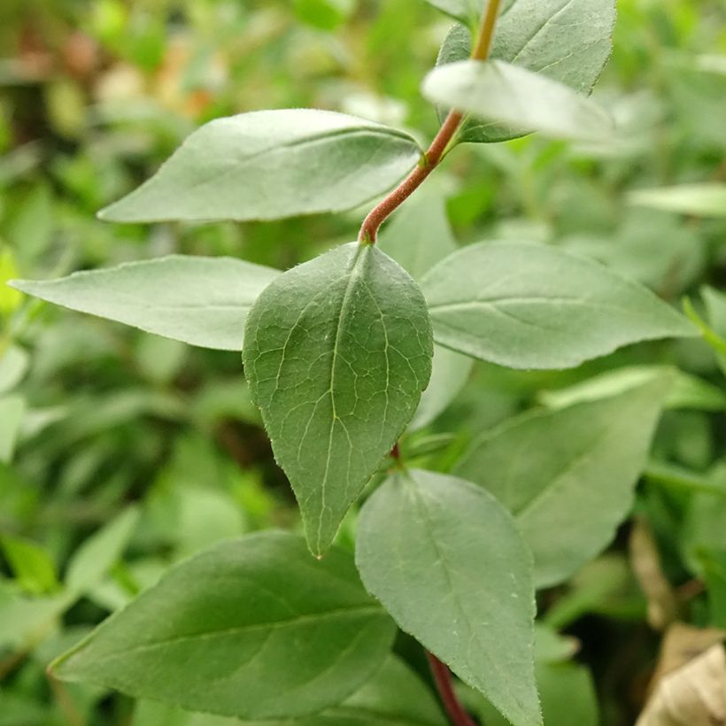 Abelia chinensis Autumn Festival - Abelie (Laub)