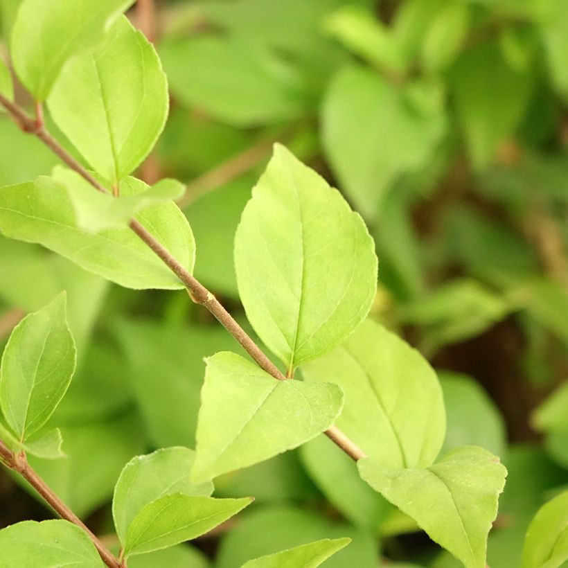 Abelia chinensis White Surprise - Abelie (Laub)