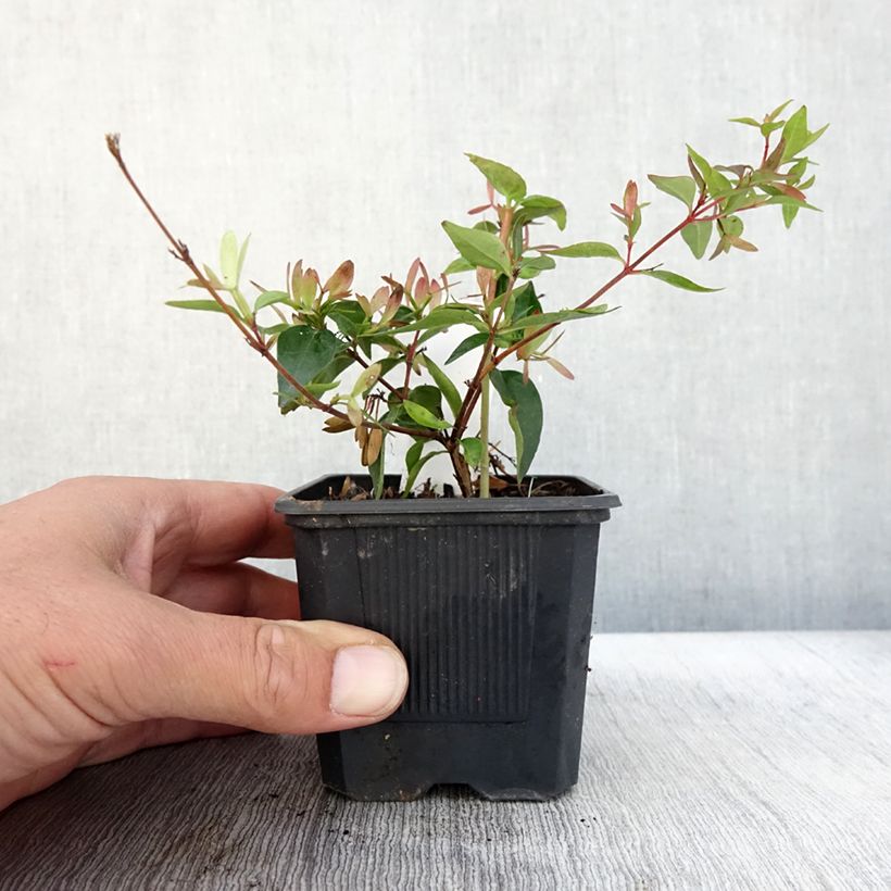 Exemplar von Abelia Edward Goucher en godet de 9cm wie im Herbst geliefert