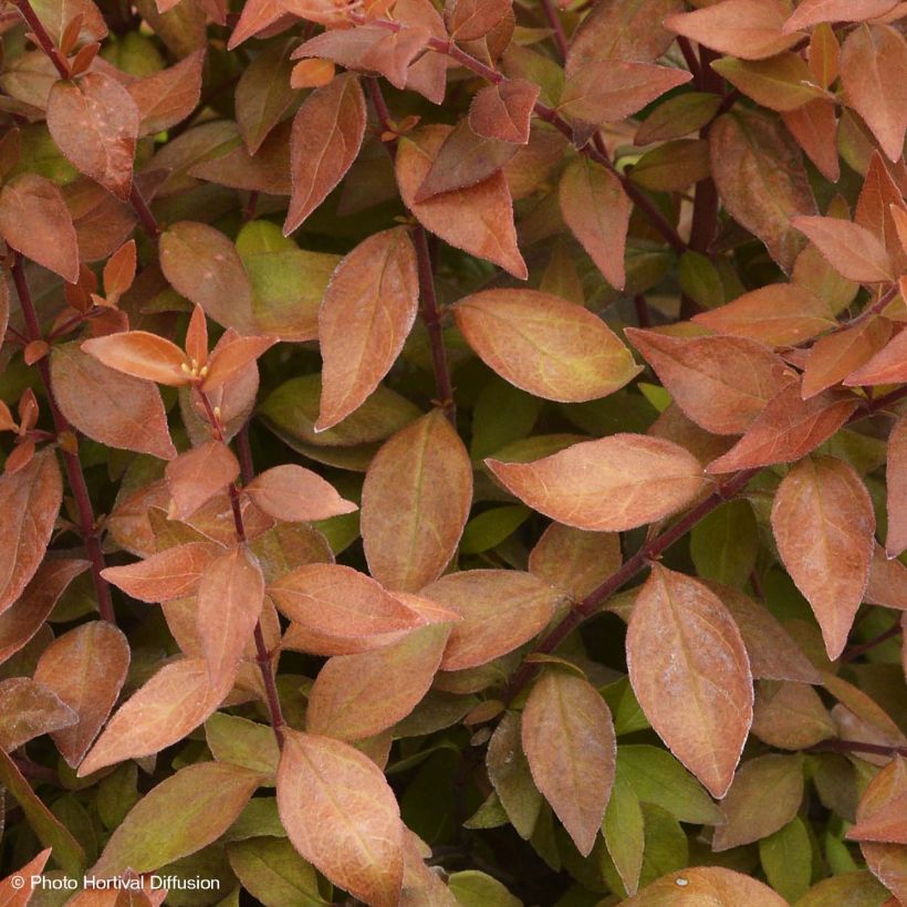 Abelia grandiflora Caramel Charm (Laub)