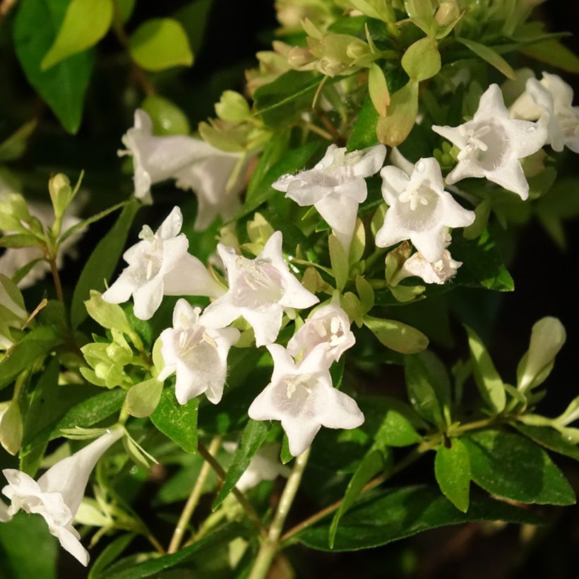 Abelia grandiflora Caramel Charm (Blüte)