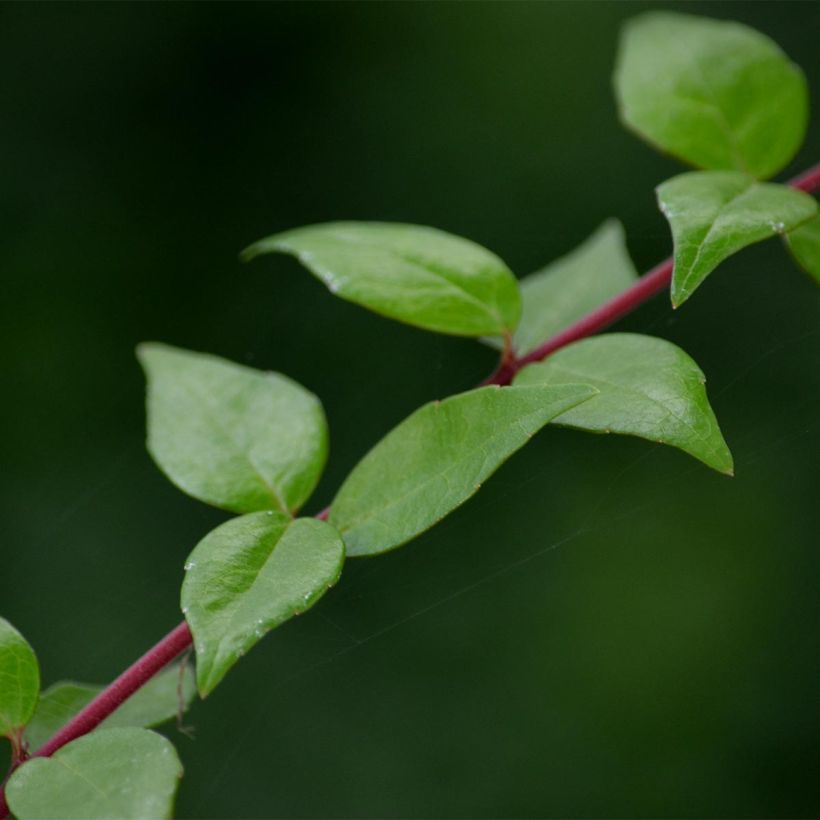 Abelia grandiflora Francis Mason (Laub)