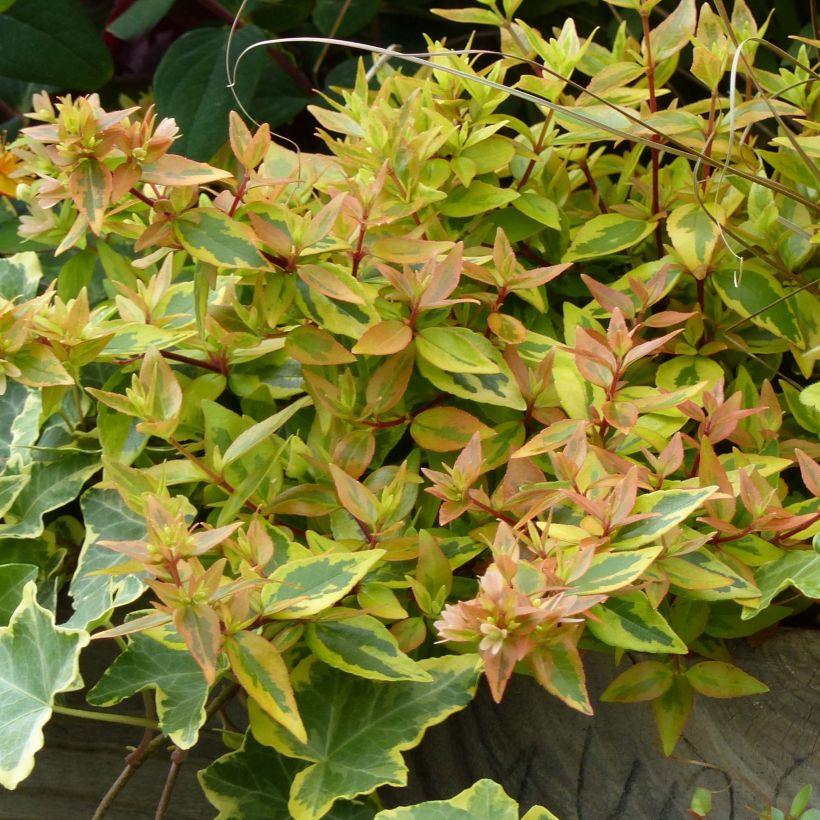 Abelia grandiflora Kaleidoscope (Laub)