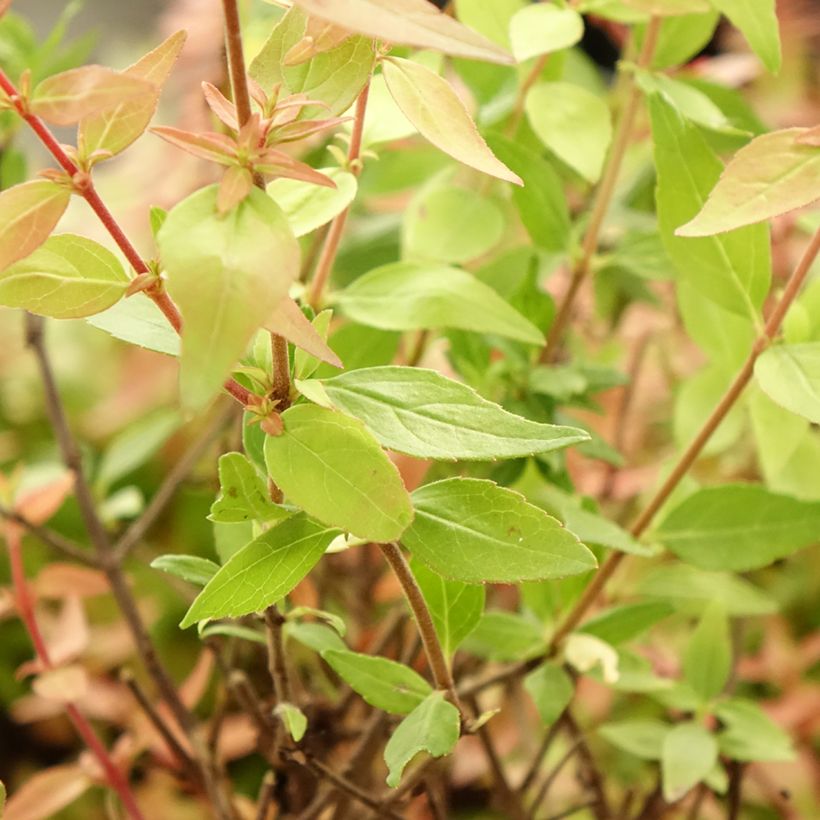 Abelia grandiflora Pisto (Laub)