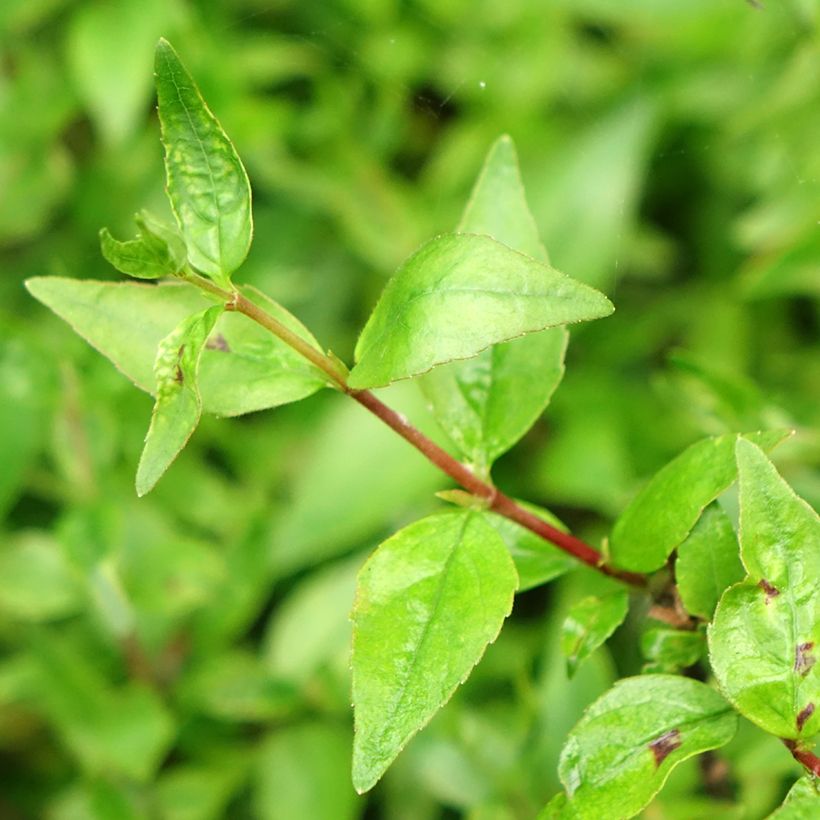 Abelia grandiflora Prostrata (Laub)