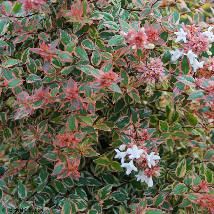 Abelia grandiflora Tricolor Charm (Blüte)