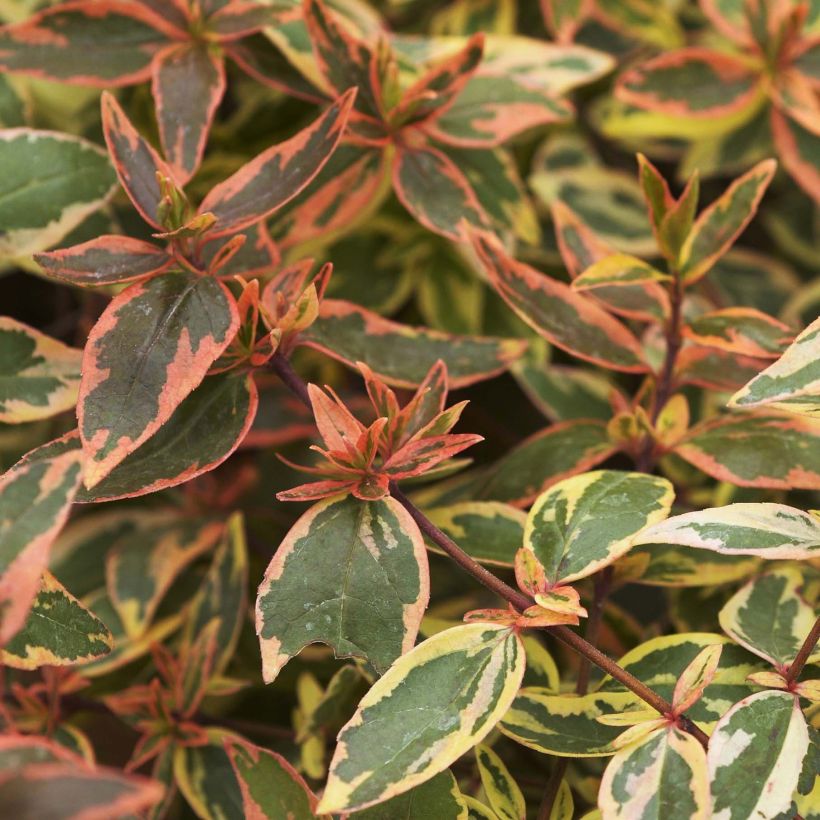 Abelia grandiflora Tricolor Charm (Laub)