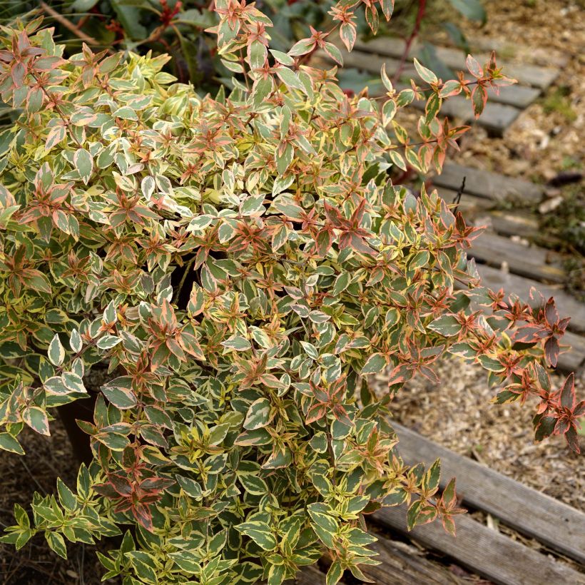 Abelia grandiflora Tricolor Charm (Hafen)