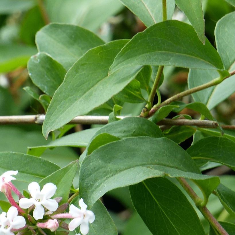 Abelia mosanensis Monia - Koreanische Abelie (Laub)