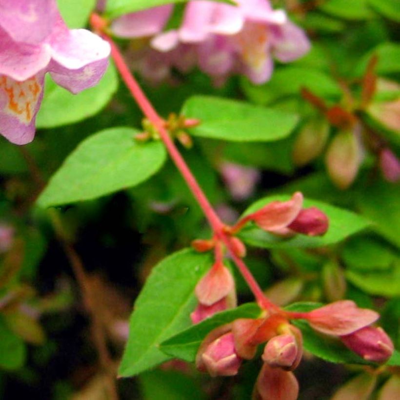 Abelia parviflora Bumble Bee (Laub)